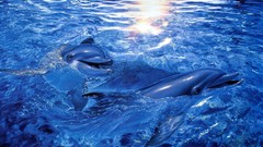 Water Dolphins sunlight