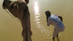 Water driver Camels drinking desert ship Jodhpur suncity