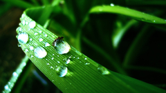 Water drop grass drops