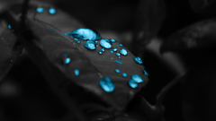 Water drops