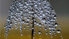 Water drops