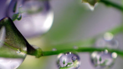 Water drops