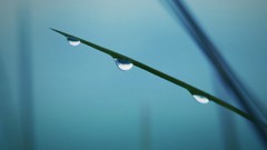 Water drops