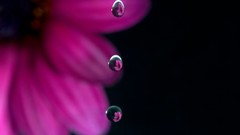 Water drops