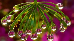 Water drops