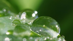 Water drops