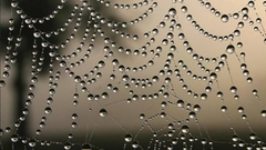 Water drops condensation spider