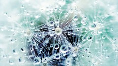 Water drops dandelions