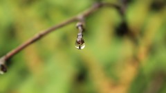 Water drops depth of
