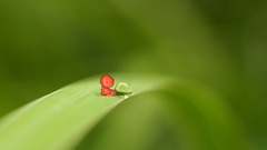 water drops digital art Green Plants bokeh artwork
