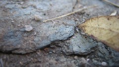 Water drops fallen leaves
