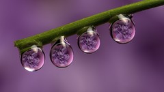 Water drops flora