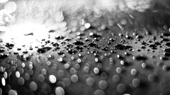 Water drops grayscale