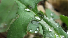water drops leaves macro Plants