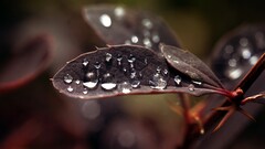 water drops leaves macro Plants