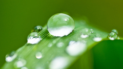 Water drops macro