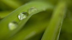 Water drops macro