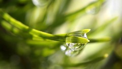 Water drops macro