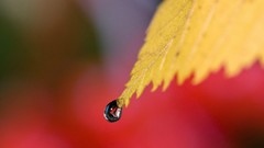 Water drops macro