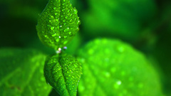 Water drops macro depth