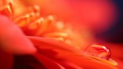 Water drops macro depth