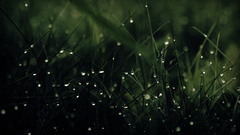 Water drops macro dew