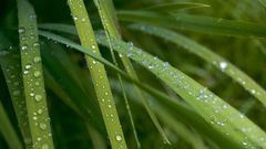 Water drops macro grass