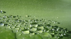 water drops macro Green water leaves