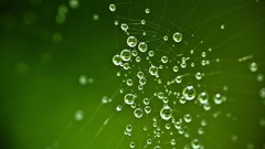 Water drops macro spider