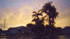 Water drops palm trees