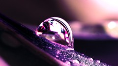 Water drops purple macro