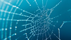 Water drops spider webs