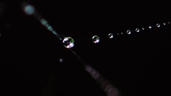 Water drops spider webs