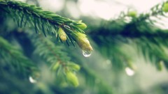 Water drops spruce depth