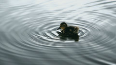 Water duckling baby birds