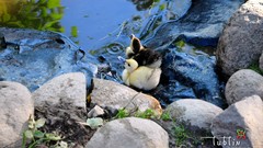 Water Ducks rocks streams