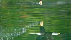 Water Eagles hunting