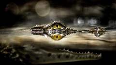 Water eyes Jaws bokeh Reptiles yellow eyes alligators