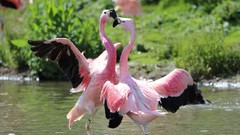 Water Fighting flamingos