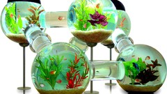 Water fish aquarium