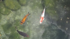 Water fish aquarium koi swimming pools fish tank