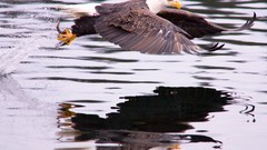 Water fish Eagles