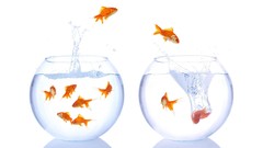 Water fish jumping goldfish