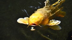 Water fish koi