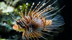 Water fish lionfish underwater