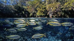 Water fish national geographic