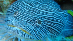 Water fish underwater Sea