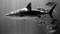 Water fish underwater Sharks national geographic