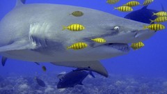 Water fish underwater Sharks national geographic