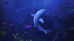 Water fish underwater Sharks national geographic